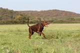 DOBERMANN 447